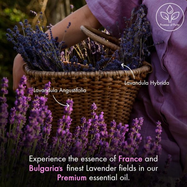Limited Time Deal 40%OFF! Majestic Pure Lavender Essential Oil with Glass Dropper - Image 5