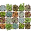 Limited Time Deal 18%OFF! Altman Plants, Live Succulent Plants (20 Pack) Assorted Potted Succulents Plants