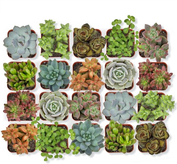 Limited Time Deal 18%OFF! Altman Plants, Live Succulent Plants (20 Pack) Assorted Potted Succulents Plants