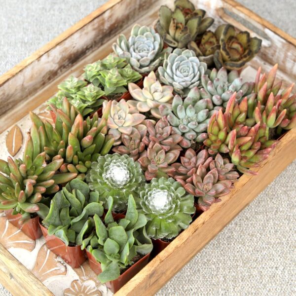 Limited Time Deal 18%OFF! Altman Plants, Live Succulent Plants (20 Pack) Assorted Potted Succulents Plants - Image 4