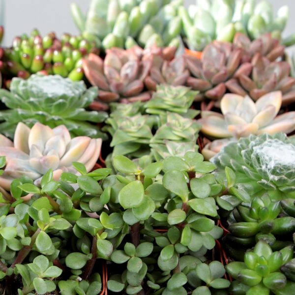 Limited Time Deal 18%OFF! Altman Plants, Live Succulent Plants (20 Pack) Assorted Potted Succulents Plants - Image 5