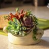 Limited Time Deal 18%OFF! Altman Plants, Live Succulent Plants (20 Pack) Assorted Potted Succulents Plants - Image 6