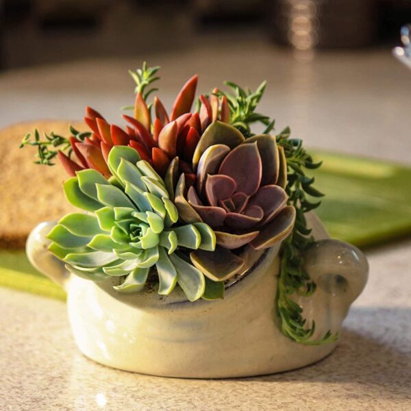 Limited Time Deal 18%OFF! Altman Plants, Live Succulent Plants (20 Pack) Assorted Potted Succulents Plants - Image 6
