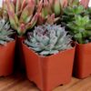 Limited Time Deal 18%OFF! Altman Plants, Live Succulent Plants (20 Pack) Assorted Potted Succulents Plants - Image 7
