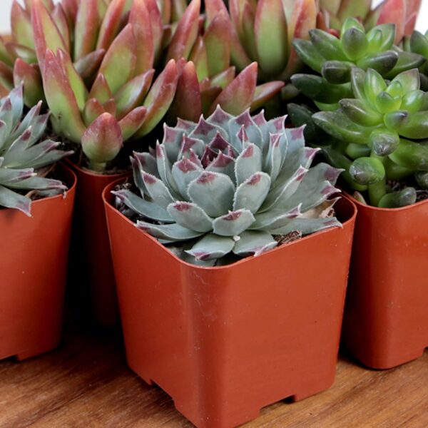 Limited Time Deal 18%OFF! Altman Plants, Live Succulent Plants (20 Pack) Assorted Potted Succulents Plants - Image 7