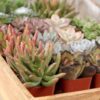 Limited Time Deal 18%OFF! Altman Plants, Live Succulent Plants (20 Pack) Assorted Potted Succulents Plants - Image 8